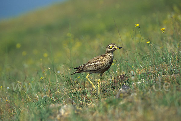 Triel (Burhinus oedicnemus)