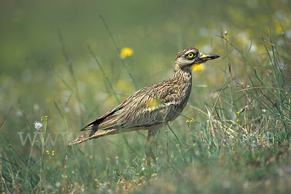 Triel (Burhinus oedicnemus)