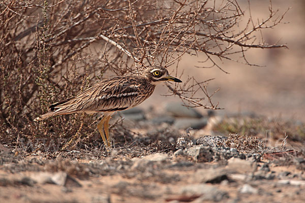 Triel (Burhinus oedicnemus)