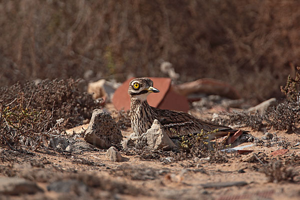 Triel (Burhinus oedicnemus)