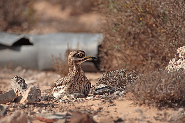 Triel (Burhinus oedicnemus)