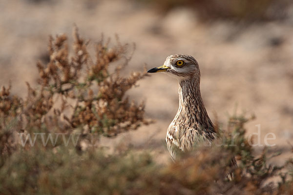 Triel (Burhinus oedicnemus)