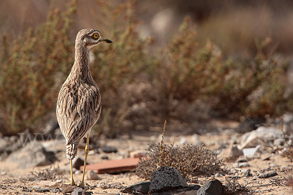 Triel (Burhinus oedicnemus)