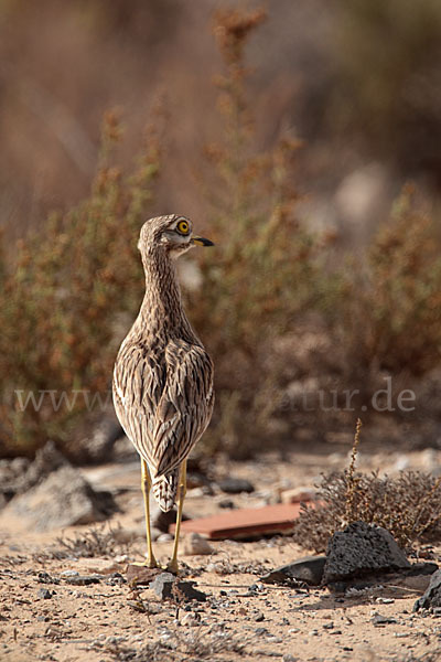 Triel (Burhinus oedicnemus)