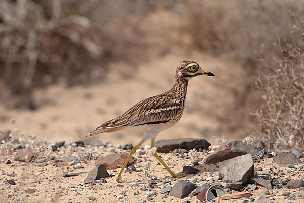 Triel (Burhinus oedicnemus)