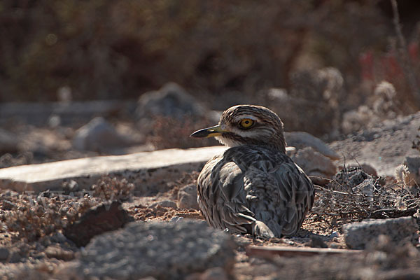 Triel (Burhinus oedicnemus)