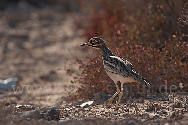 Triel (Burhinus oedicnemus)