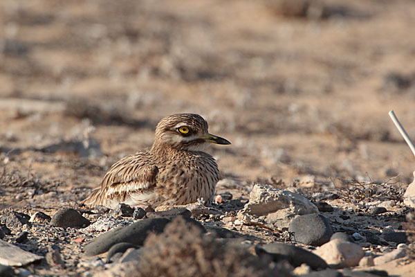 Triel (Burhinus oedicnemus)