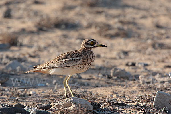 Triel (Burhinus oedicnemus)