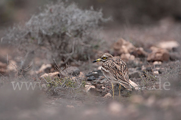 Triel (Burhinus oedicnemus)