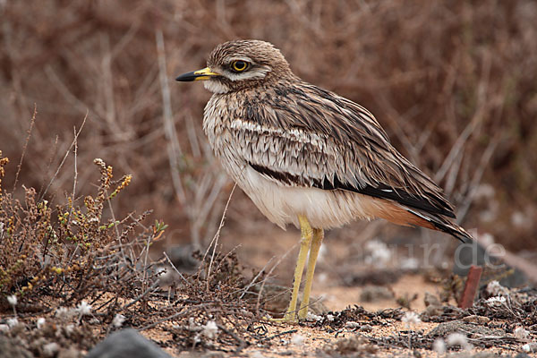 Triel (Burhinus oedicnemus)