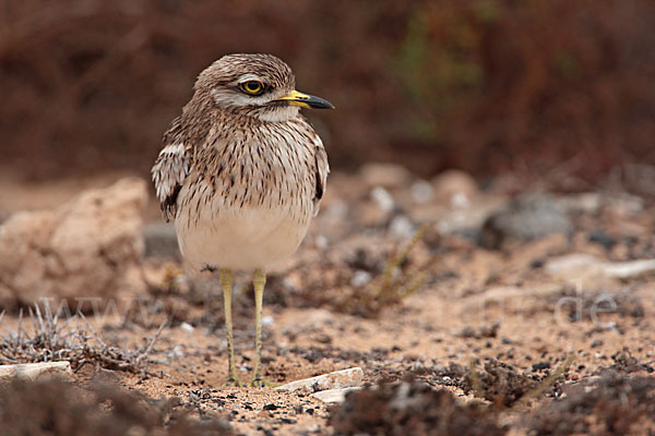 Triel (Burhinus oedicnemus)