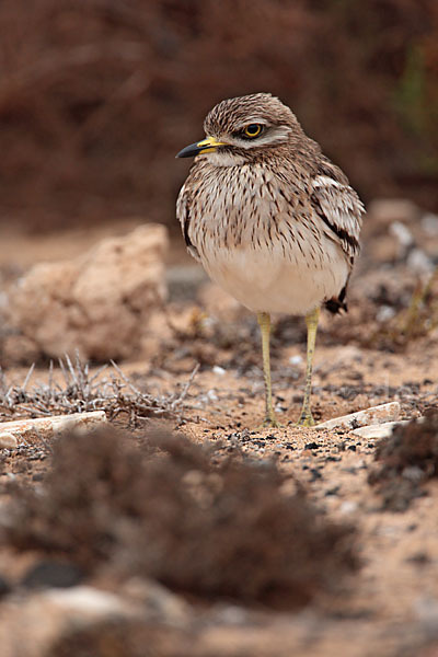 Triel (Burhinus oedicnemus)