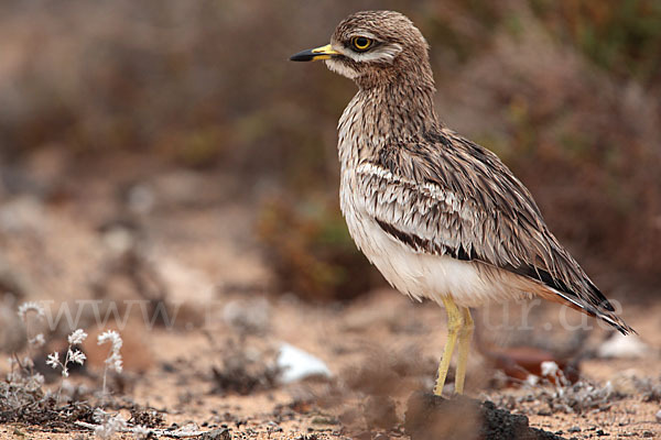 Triel (Burhinus oedicnemus)