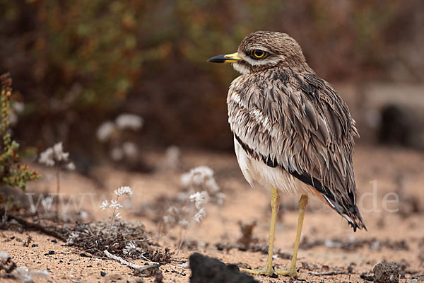 Triel (Burhinus oedicnemus)