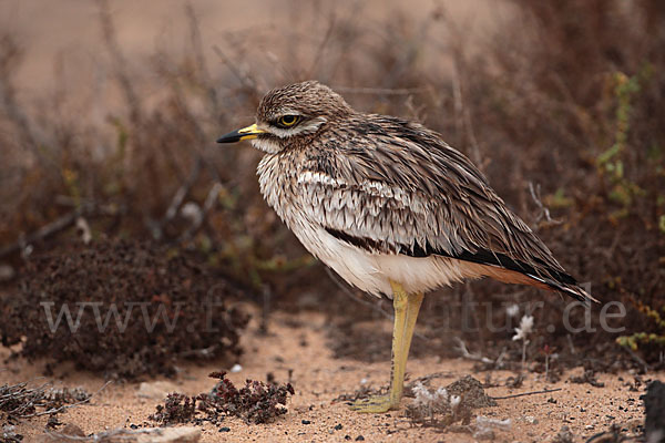 Triel (Burhinus oedicnemus)