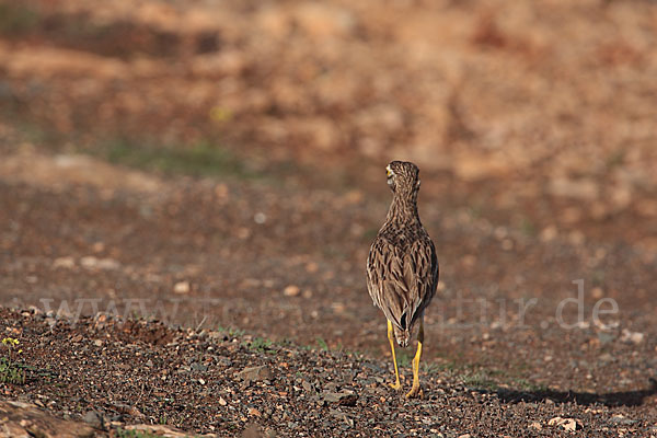 Triel (Burhinus oedicnemus)