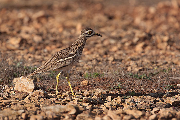 Triel (Burhinus oedicnemus)