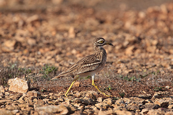 Triel (Burhinus oedicnemus)