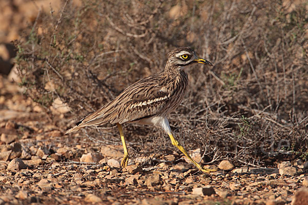 Triel (Burhinus oedicnemus)