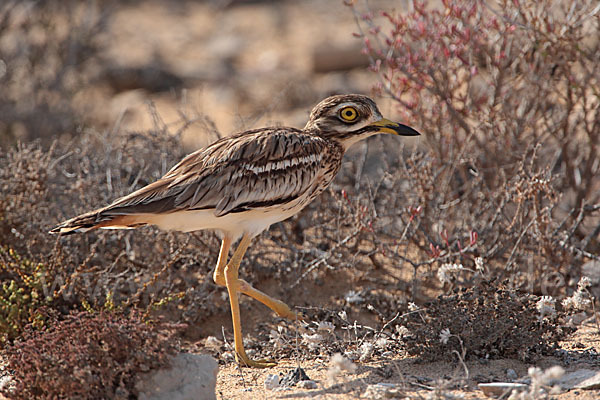 Triel (Burhinus oedicnemus)