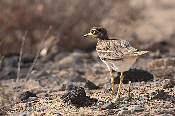 Triel (Burhinus oedicnemus)