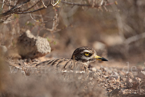 Triel (Burhinus oedicnemus)