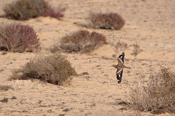 Triel (Burhinus oedicnemus)