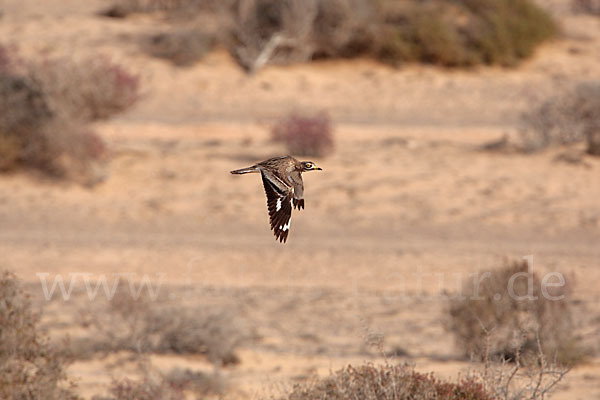 Triel (Burhinus oedicnemus)