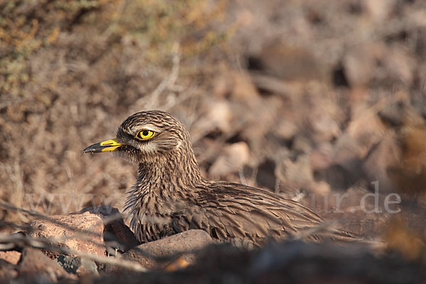 Triel (Burhinus oedicnemus)