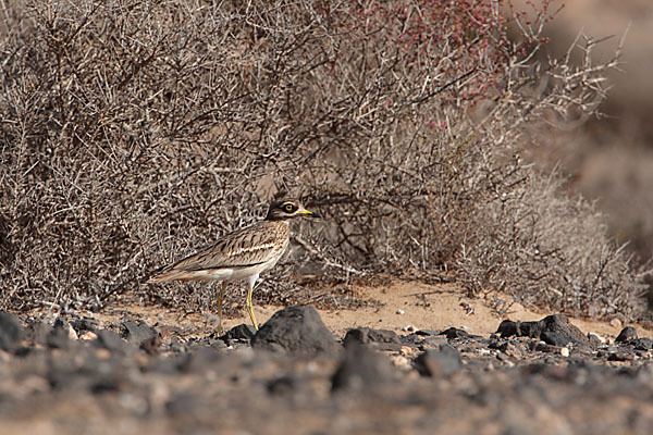 Triel (Burhinus oedicnemus)