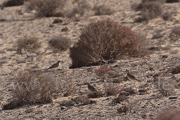 Triel (Burhinus oedicnemus)