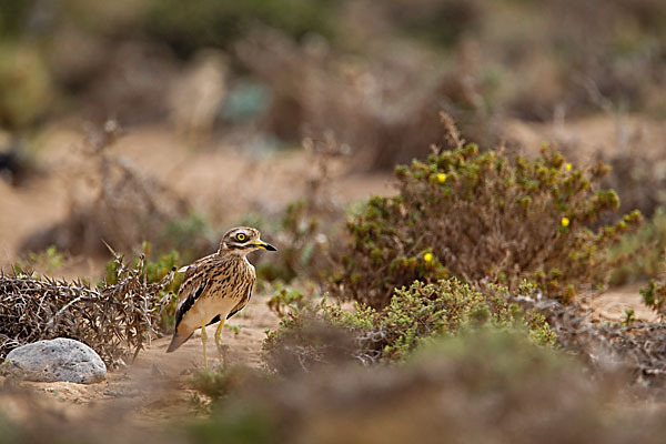 Triel (Burhinus oedicnemus)