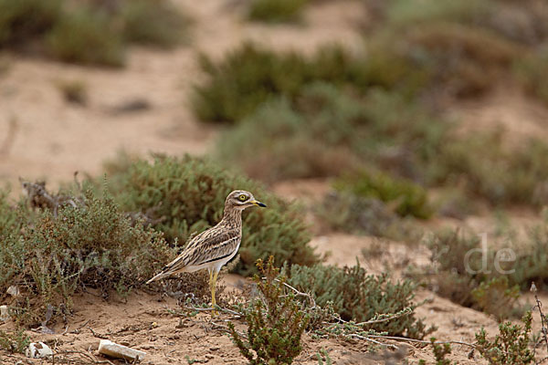 Triel (Burhinus oedicnemus)