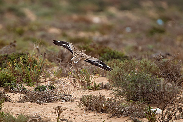 Triel (Burhinus oedicnemus)