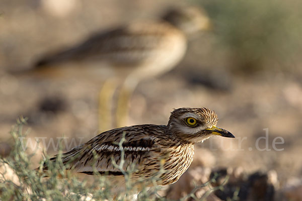 Triel (Burhinus oedicnemus)