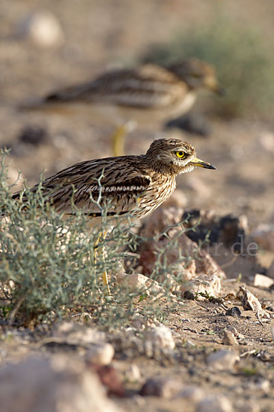 Triel (Burhinus oedicnemus)