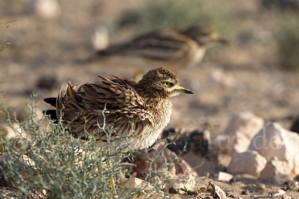 Triel (Burhinus oedicnemus)