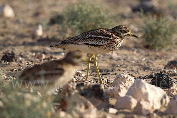 Triel (Burhinus oedicnemus)