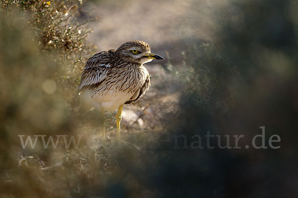 Triel (Burhinus oedicnemus)