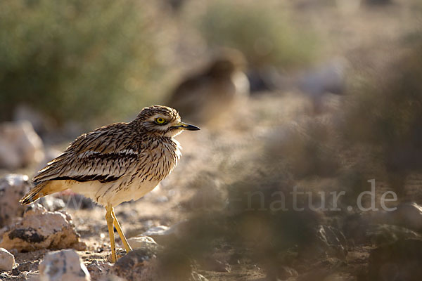 Triel (Burhinus oedicnemus)