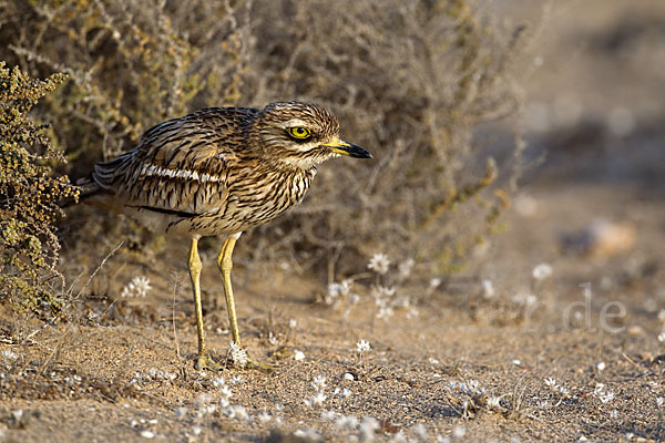 Triel (Burhinus oedicnemus)