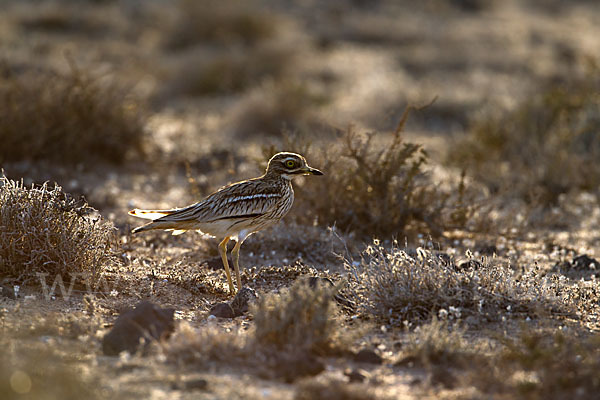 Triel (Burhinus oedicnemus)