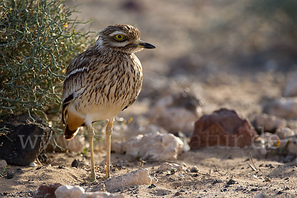 Triel (Burhinus oedicnemus)