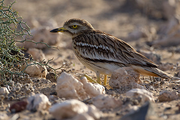 Triel (Burhinus oedicnemus)