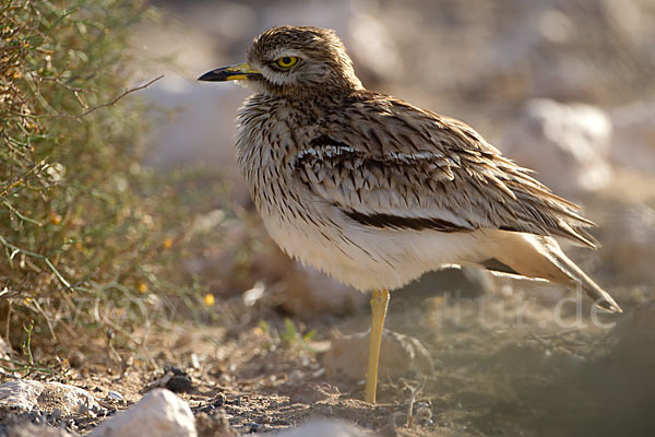 Triel (Burhinus oedicnemus)