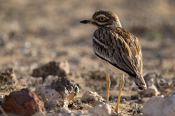 Triel (Burhinus oedicnemus)