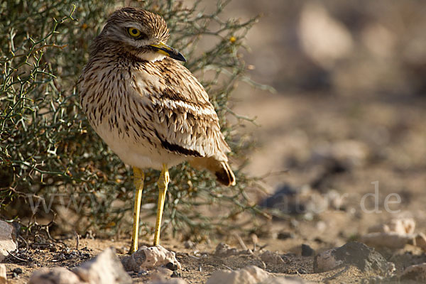 Triel (Burhinus oedicnemus)