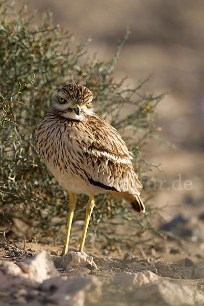 Triel (Burhinus oedicnemus)