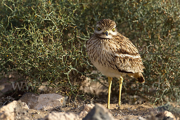 Triel (Burhinus oedicnemus)